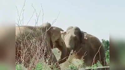 दो हाथियों के बीच हुई फाइट, ऐसे मारी जोरदार टक्कर कि वीडियो देखकर डर जाओगे!