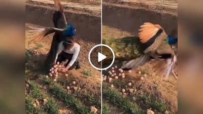 मोरनी के अंडे चुराने पहुंची थी महिला, लेकिन बहादुर मोर ने उसे जमीन पर पटक दिया