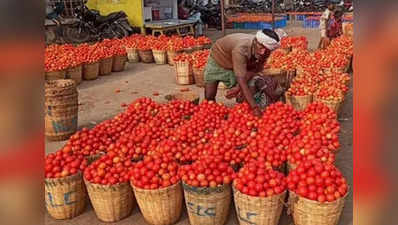 பாதியாகக் குறைந்த தக்காளி விலை.. சென்னை மக்கள் ஹேப்பி!