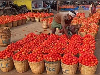 பாதியாகக் குறைந்த தக்காளி விலை.. சென்னை மக்கள் ஹேப்பி!