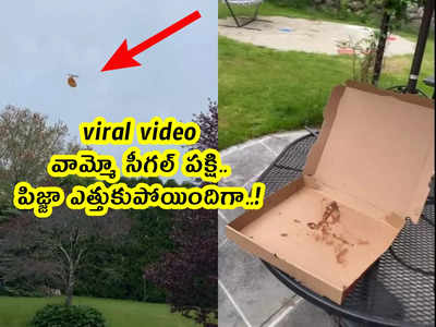 viral video: వామ్మో సీగల్ పక్షి.. పిజ్జా ఎత్తుకుపోయిందిగా..!