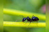 Ants in House : घर में चींटियों का दिखना शुभ या अशुभ, शकुन शास्त्र क्या कहता है जानें