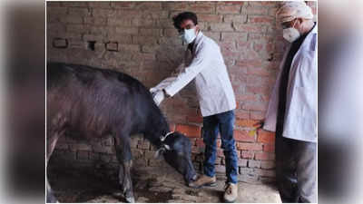 Ghazipur: दमघोंटू जैसी जानलेवा बीमारी को लेकर पशु चिकित्सा विभाग एक्टिव, 8 लाख से ज्यादा मवेशियों का होगा टीकाकरण