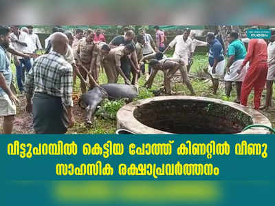 വീട്ടുപറമ്പില്‍ കെട്ടിയ പോത്ത് കിണറ്റില്‍ വീണു; സാഹസിക രക്ഷാപ്രവര്‍ത്തനം