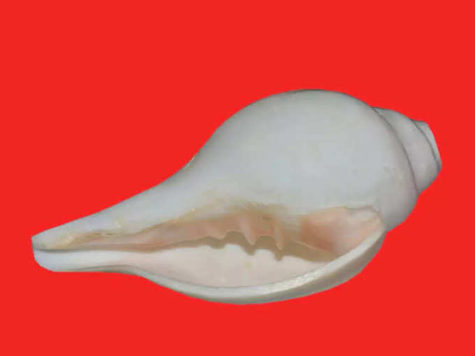 conch