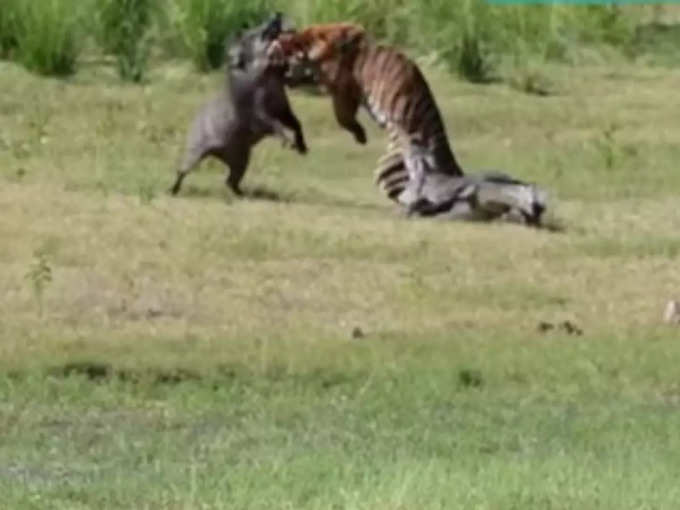 शिकार को मौत के घाट उतार रहा था बाघ