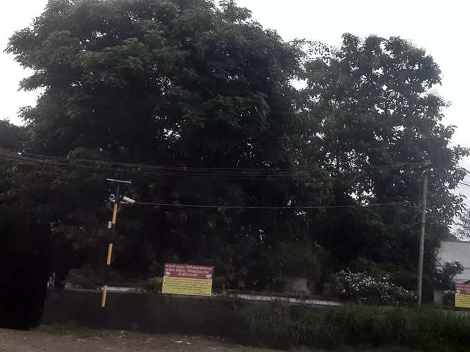 Kozhencherry Post Office Banyan Tree