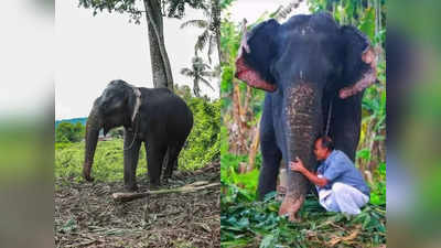 പ്രിയപ്പെട്ട മിനി ഇനിയില്ല; കണ്ണീരോടെ കൊളക്കാടൻ നാസർ, തൃക്കളയൂരുകാർക്കും സങ്കടം, വീഡിയോ കാണാം