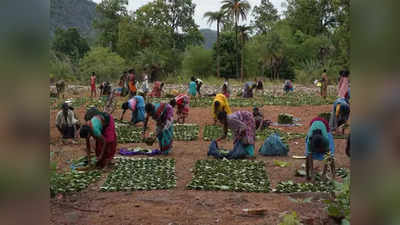 पान मसाले ने बिगाड़ा तेंदूपत्ते का कारोबार! 10 साल से घाटे में है हरा सोना का व्यापार, सालाना 2.71 करोड़ का नुकसान