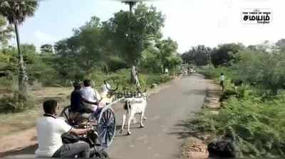 ஆகாச வீரன் கோயில் திருவிழா; படுஜோராக நடைபெற்ற மாட்டு வண்டி பந்தயம்!