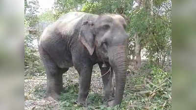 Bhadohi News: भदोही के ज्ञानपुर में हाथी से लिया जा रहा था कमर्शल काम, वन विभाग ने बरामद किया