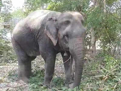 Bhadohi News: भदोही के ज्ञानपुर में हाथी से लिया जा रहा था कमर्शल काम, वन विभाग ने बरामद किया