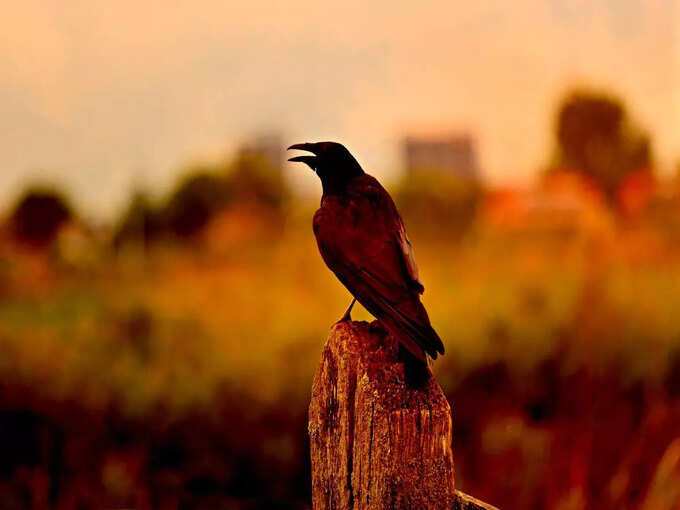 ​ಕಾಗೆ ನಿಮ್ಮ ತಲೆಗೆ ಹೊಡೆದರೆ