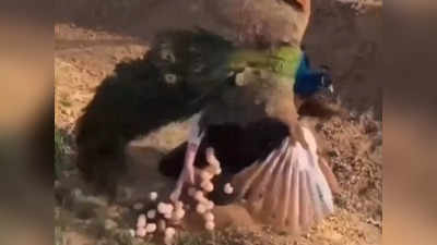 Peacock Attack Video: ಮೊಟ್ಟೆ ಕದಿಯಲು ಬಂದ ಯುವತಿಗೆ ಪಾಠ ಕಲಿಸಿದ ನವಿಲು!