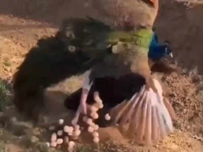 Peacock Attack Video: ಮೊಟ್ಟೆ ಕದಿಯಲು ಬಂದ ಯುವತಿಗೆ ಪಾಠ ಕಲಿಸಿದ ನವಿಲು!