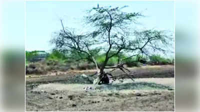 Gujarat News: 8 साल तक पेड़ से बंधा रहा गुजरात का शख्स होगा आजाद, जानें पूरा वाकया