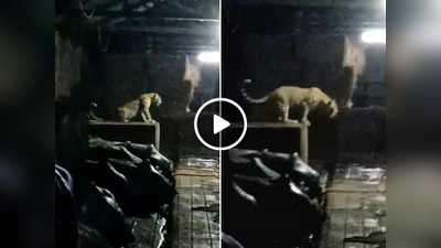 मुंबई: रात के अंधेरे में भैंसों के तबेले में घुसा तेंदुआ, सबकुछ कैमरे में कैद हो गया