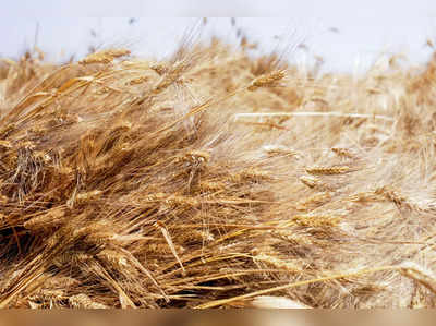 Wheat Export Ban: ಕೃಷಿ ಉತ್ಪನ್ನಗಳ ರಫ್ತಿಗೆ ನಿಷೇಧದ ಹೊರತಾಗಿಯೂ 1 ಮಿಲಿಯನ್‌ ಟನ್‌ ಗೋಧಿ ರಫ್ತಿಗೆ ಅವಕಾಶ!