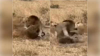 बब्बर शेर ने किया तेंदुए पर अटैक, एक ही वार में कर दिया उसका बुरा हाल