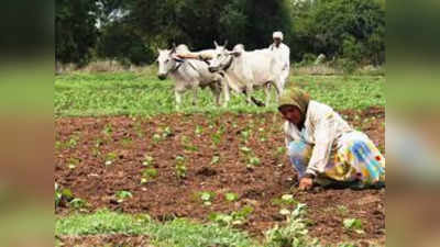 Neem coated urea: বন্ধ হবে ইউরিয়া অপচয়, বৃদ্ধি পাবে কৃষিজ ফলন