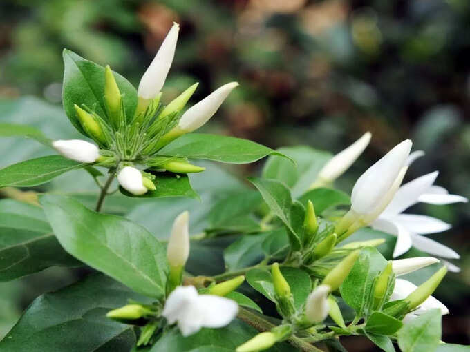 ​ஒழு முழம் பூவுக்காக தோட்டம்