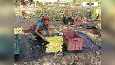 Malda News: ঝরে পড়া কাঁচাআম আয়ের দিশা দেখাচ্ছে মালদার মহিলাদের, আচার তৈরির জন্য পাড়ি ভিন রাজ্যে
