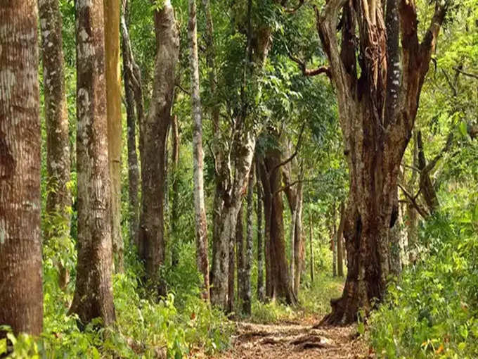 ​ഇന്ത്യന്‍ ഫോറസ്റ്റ് സര്‍വീസ്