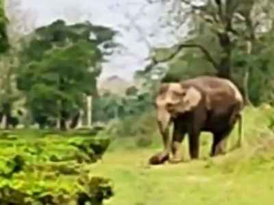 Mother Elephant: ಕಂದನ ಕಳೇಬರವನ್ನು ಕೊಂಡೊಯ್ಯುವ ತಾಯಿ ಆನೆ!: ಕಲ್ಲು ಹೃದಯವನ್ನೂ ಕರಗಿಸುತ್ತದೆ ಈ ದೃಶ್ಯ