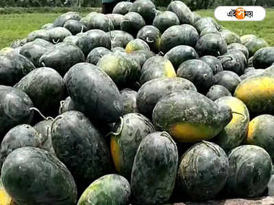 Watermelon: ভালো ফলনের পরও হয়নি লাভ, চিন্তার ভাঁজ তরমুজ চাষিদের কপালে