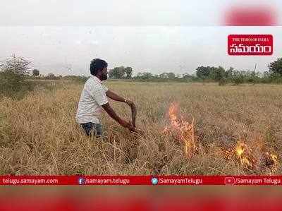 నల్గొండ: వరి పంటకు నిప్పు పెట్టిన రైతు.. ఏమన్నాడంటే?