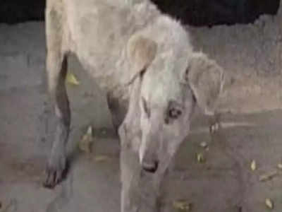 Badaun News: कुत्ते से क्रूरता का वीडियो वायरल...सोशल मीडिया पर मामला आते ही पुलिस ने उठाया ये कठोर कदम