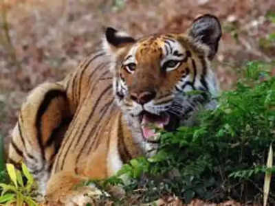 Sundarban News: ফের সুন্দরবনে বাঘের হামলায় ফের মৃত্যু মৎস্যজীবীর