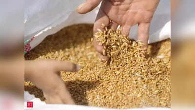 Wheat Export Ban: मोदी सरकार ने बताया क्यों लगाई गई गेहूं के निर्यात पर रोक, आप भी जानिए असली वजह