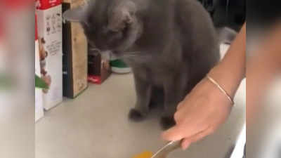 Funny Cat Video: ಈರುಳ್ಳಿ ಕತ್ತರಿಸುವಾಗ ಎದುರು ಬಂದು ಕುಳಿತ ಬೆಕ್ಕು: ಹೇಗಿತ್ತು ಗೊತ್ತಾ ಪ್ರತಿಕ್ರಿಯೆ?