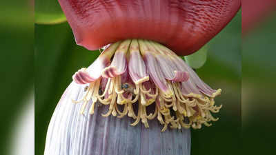 Banana flower: అరటి పువ్వు తింటే.. షుగర్‌ కంట్రోల్‌లో ఉంటుందా..?