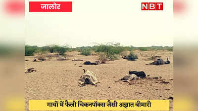 Jalore News : अज्ञात बीमारी का प्रकोप, 100 से अधिक गायें मर गईं, प्रशासन बेफिक्र
