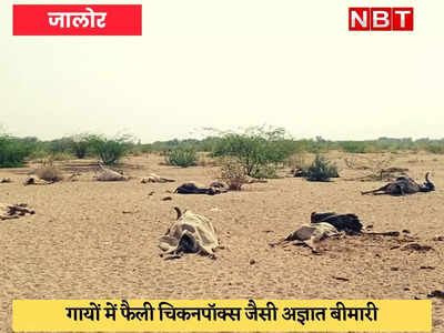 Jalore News : अज्ञात बीमारी का प्रकोप, 100 से अधिक गायें मर गईं, प्रशासन बेफिक्र