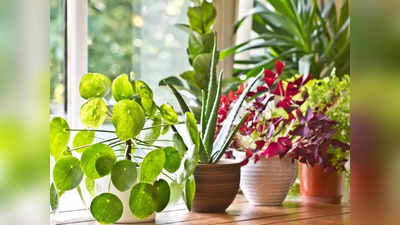 Ayurvedic Plants: औषधीय गुणों से भरपूर हैं ये 4 पौधे, लगाते ही बच जाएगी डॉक्‍टर की फीस