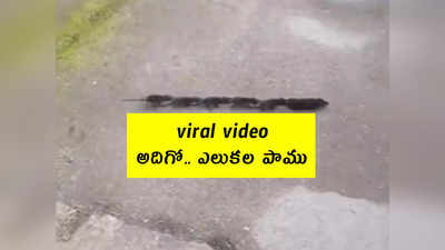 viral video: అదిగో.. ఎలుకల పాము.. అదేంటో తెలుసా? 