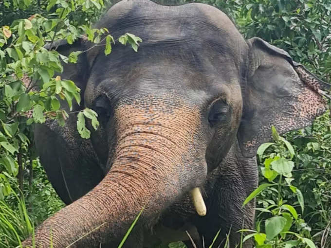Kaavan elephant chilling video