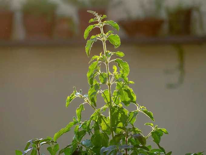 ​ಹಸಿರಾದ ತುಳಸಿ ಗಿಡ