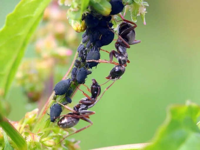 ​ಕಪ್ಪು ಇರುವೆಗಳ ಸಾಲು