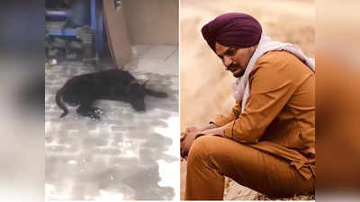 Sidhu Moose Wala के पालतू कुत्ते का वीडियो, आंसुओं और सिसकियों के बीच बेजुबान ने छोड़ा खाना-पीना