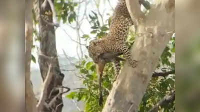 पेड़ पर किया तेंदुए ने बंदर का शिकार, जबड़े में दबोचकर ऐसे लेकर उतरा नीचे!