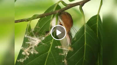 Viral Video: दर्जी है ये चिड़िया, पत्तियों को चोंच से सिलकर बना देती है शानदार घोंसला