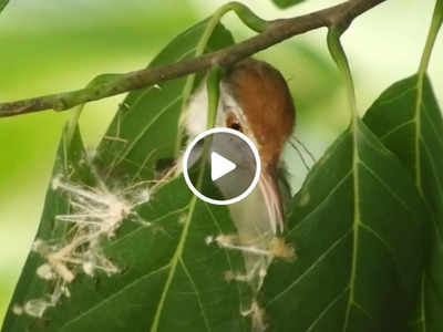 Viral Video: दर्जी है ये चिड़िया, पत्तियों को चोंच से सिलकर बना देती है शानदार घोंसला