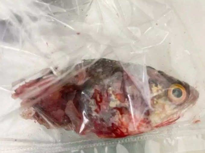 thailand man needed surgery After fish jumped down his throat