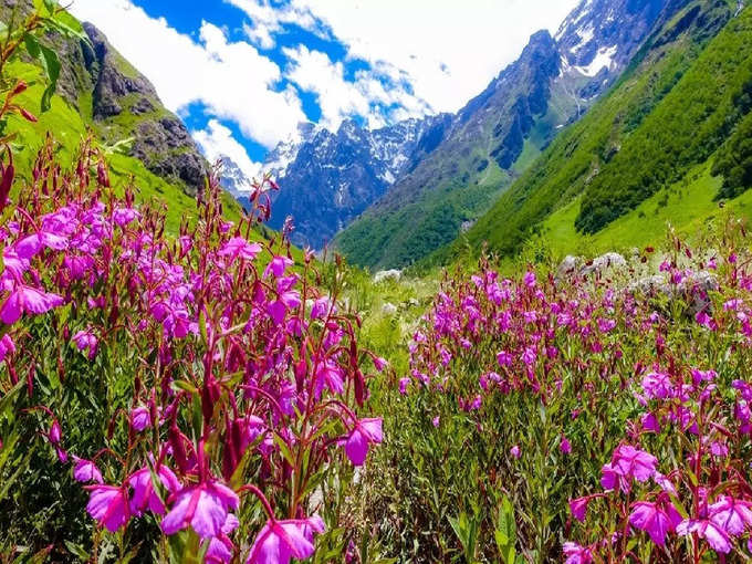 ​साढे़ 87 वर्ग किलोमीटर में फैली है फूलों की घाटी