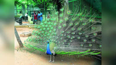 Agra News: 50 फीट गहरे बोरवेल से मोर को किया रेस्‍क्‍यू, आगरा में राष्‍ट्रीय पक्षी की ऐसे बची जान