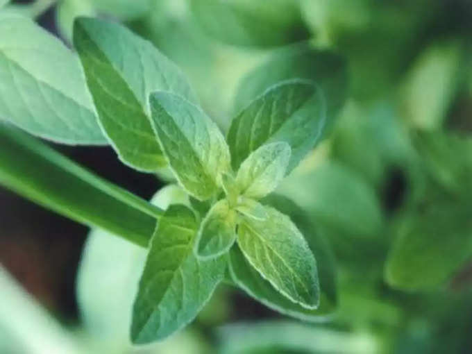 ​லிபோமா கட்டிகளை சரிசெய்ய முனிவர் இலை மூலிகை ( sage herb)